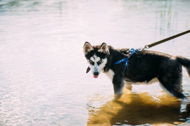Şirin Sibirya husky köpek yavrusu oynamak su ile açık havada güneşli yaz hava gölde yakınındaki plajda