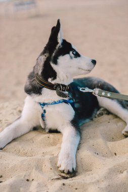 Şirin Sibirya husky köpek yavrusu oynamak oyuncak ile açık havada güneşli yaz hava bir plaj