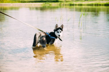 Şirin Sibirya husky köpek yavrusu oynamak su ile açık havada güneşli yaz hava gölde yakınındaki plajda