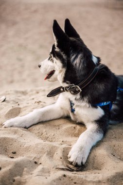 Şirin Sibirya husky köpek yavrusu oynamak oyuncak ile açık havada güneşli yaz hava bir plaj
