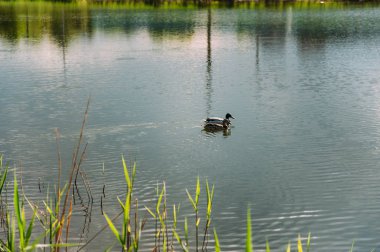 Ördek çift nehir coaston güneşli