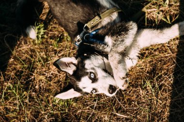 Şirin Sibirya husky köpek yavrusu köpek oyun açık havada güneşli yaz hava