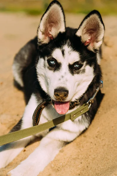 Симпатична сестринська собака щеня грає з іграшкою на відкритому повітрі на пляжі в сонячну літню погоду — стокове фото