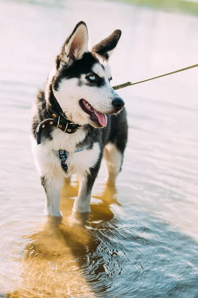 Симпатична сестринська собака-чоловік грає з водою на відкритому повітрі на пляжі біля озера в сонячну літню погоду — стокове фото
