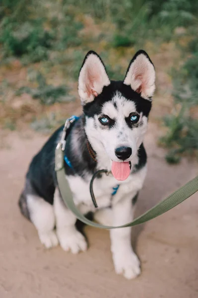 Cute siberian husky puppy dog play outdoors at sunny summer weather — Stock Photo, Image