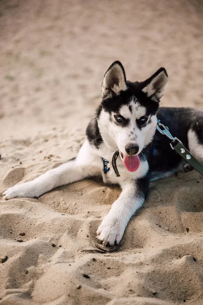 Şirin Sibirya husky köpek yavrusu oynamak oyuncak ile açık havada güneşli yaz hava bir plaj
