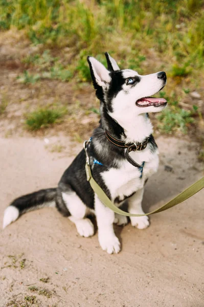 Cute siberian husky puppy dog play outdoors at sunny summer weather — Stock Photo, Image