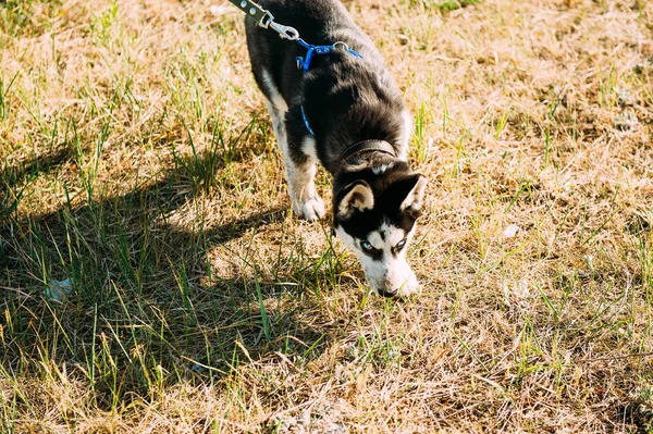 Carino siberiano husky cucciolo cane giocare all'aperto a soleggiato estate tempo — Foto Stock