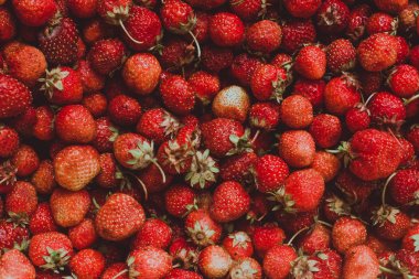 Taze toplanmış çileklerin arka planı, tam üstte.