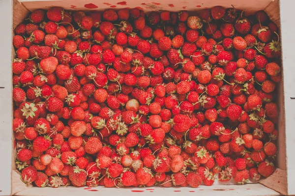 Φόντο από φρεσκοκομμένες φράουλες, ακριβώς από πάνω — Φωτογραφία Αρχείου