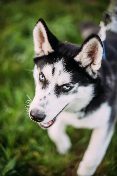 Siberian Husky hvalp udendørs på grønt græs - Stock-foto