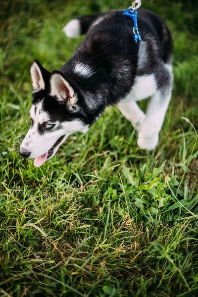 Cachorrinho Husky siberiano ao ar livre na grama verde — Fotografia de Stock