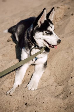 Mavi gözlü şirin Sibiryalı köpek yavrusu güneşli yaz havasında açık havada oynar.