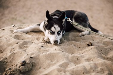Mavi gözlü şirin Sibiryalı köpek yavrusu güneşli yaz havasında açık havada oynar.