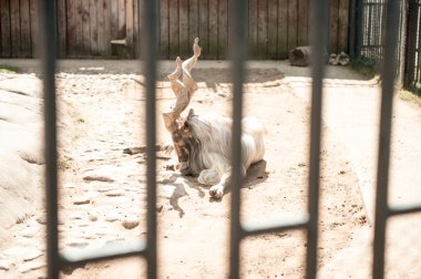 Bir kafeste geyik hayvanat bahçesinde yiyecek arıyor..