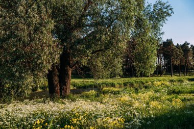 Gün batımı veya orman ortamındaki gündoğumu. Doğal güneş ışığı ile güneş güneş ve güneş ışınları yaz ormandaki orman ağaçları ile. Güzel doğal görünümü. Doğal gerçek Lens Flare efekti
