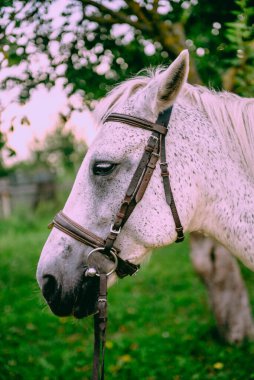 Karlı beyaz Arap aygırı yeşil arka planda