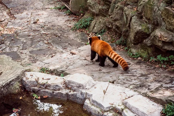 Czerwona Panda Lub Firefox Zoo Hangzhou — Zdjęcie stockowe