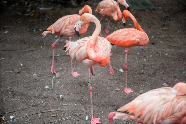 Pink Flamingos Green Background Hangzhou Zoo — Stock Photo, Image