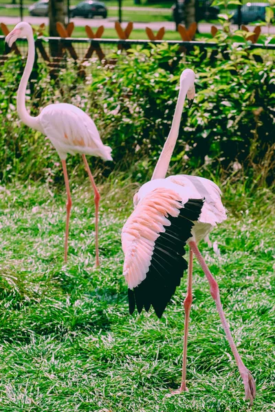 Caribbean Flamingo Standing Water Reflection Cuba Excellent Illustration — Stock Photo, Image