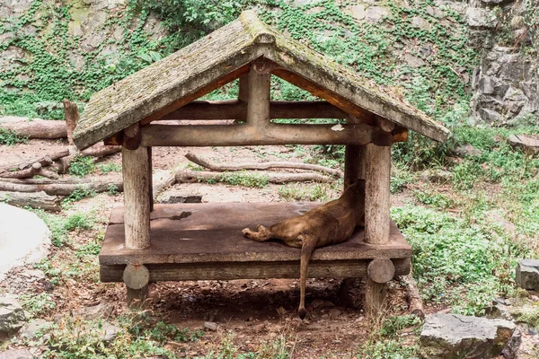 Lew Zoo Hangzhou Piękna Przyroda — Zdjęcie stockowe