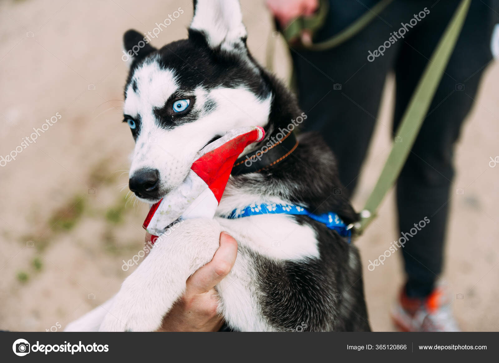 Cute Siberian Husky Puppy Dog Blue Eyes Play Outdoors Sunny Stock Photo By C Dashakiseleva91 Gmail Com