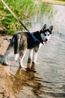 Mavi gözlü şirin Sibiryalı köpek yavrusu güneşli yaz havasında açık havada oynar.
