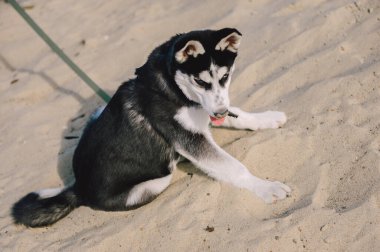 Mavi gözlü şirin Sibiryalı köpek yavrusu güneşli yaz havasında açık havada oynar.