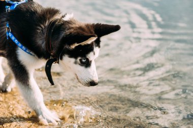 Mavi gözlü şirin Sibiryalı köpek yavrusu güneşli yaz havasında açık havada oynar.