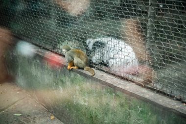 Hangzhou Hayvanat Bahçesinde Yürüyüş Patikası. Güzel doğa..