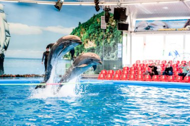MINSK, BELARUS - 14 Mayıs 2017 Dolphinarium 'da yunuslar oynuyor. Yunusların ve deniz aslanlarının gösterisi