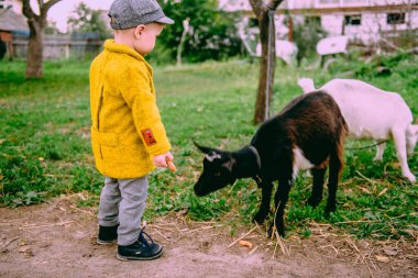 Küçük çiftlik çocuğu kırsaldaki tavukları ve keçiyi besliyor.