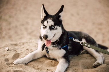 Mavi gözlü şirin Sibiryalı köpek yavrusu güneşli yaz havasında açık havada oynar.