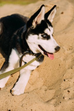 Mavi gözlü şirin Sibiryalı köpek yavrusu güneşli yaz havasında açık havada oynar.