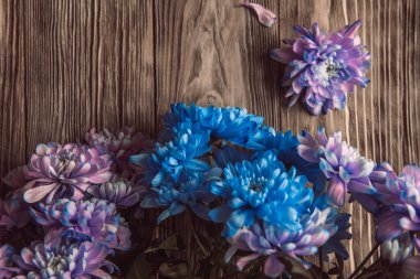 Violet, blue and pink chrysanthemum. A bouquet of chrysanthemums on wooden background with copy space. Chrysanthemum Flower Close up clipart