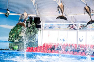 MINSK, BELARUS - 14 Mayıs 2017 Dolphinarium 'da yunuslar oynuyor. Yunusların ve deniz aslanlarının gösterisi