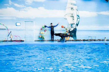 Yunus salonundaki gösteri sırasında sevimli bir yunus..