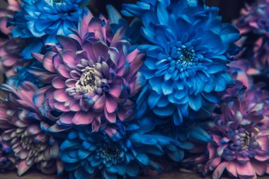 Violet, blue and pink chrysanthemum. A bouquet of chrysanthemums. Chrysanthemum Flower Close up clipart