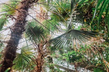 Botanik Bahçesi 'nde birçok palmiye ağacı olan doğal yapay kavisler.. 
