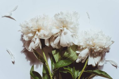 Beyaz arka planda tek bej şakayık. Düz yatış, üst görünüm