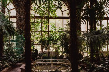 Botanik Bahçesi 'nde birçok palmiye ağacı olan doğal yapay kavisler..