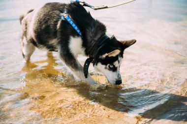 Mavi gözlü şirin Sibiryalı köpek yavrusu güneşli yaz havasında açık havada oynar.