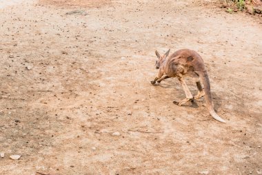 Hangzhou Hayvanat Bahçesindeki kanguru. Güzel doğa..