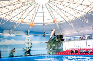 MINSK, BELARUS - 14 Mayıs 2017 Dolphinarium 'da yunuslar oynuyor. Yunusların ve deniz aslanlarının gösterisi