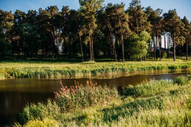 Gün batımı veya orman ortamındaki gündoğumu. Doğal güneş ışığı ile güneş güneş ve güneş ışınları yaz ormandaki orman ağaçları ile. Güzel doğal görünümü. Doğal gerçek Lens Flare efekti