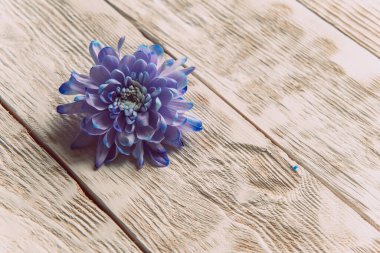 Violet, blue and pink chrysanthemum. A bouquet of chrysanthemums on wooden background with copy space. Chrysanthemum Flower Close up clipart