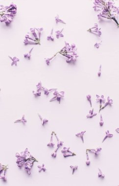 Bahar çiçekleri. Beyaz ahşap arka planda leylak çiçekleri. Üst görünüm, kopyalama alanı olan düz uzanma