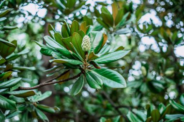 Güzel ağaç, doğal manzara, Hangzhou, Çin manzarası..