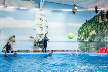 MINSK, BELARUS - 14 Mayıs 2017 Dolphinarium 'da yunuslar oynuyor. Yunusların ve deniz aslanlarının gösterisi