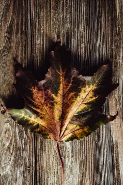 Yeşil ve sarı yapraklı sonbahar ahşap arka planı